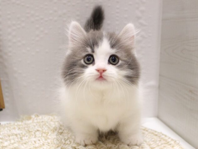 大阪府のマンチカン (ペット・プラザ アミーゴ箕面店/2025年10月3日生まれ/男の子/ブルータビーホワイト)の子猫の1枚目の画像