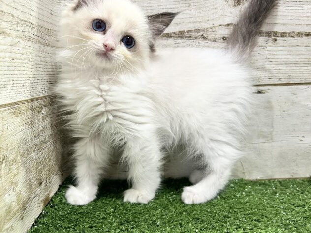徳島県のラグドール (アミーゴ徳島沖浜店/2025年10月15日生まれ/女の子/シールポイントバイカラー)の子猫の2枚目の画像