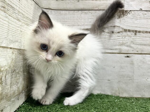 徳島県のラグドール (アミーゴ徳島沖浜店/2025年10月15日生まれ/女の子/シールポイントバイカラー)の子猫の3枚目の画像
