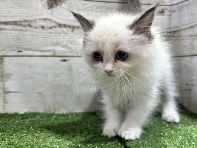 徳島県のラグドール (アミーゴ徳島沖浜店/2025年10月15日生まれ/女の子/シールポイントバイカラー)の子猫の4枚目の画像