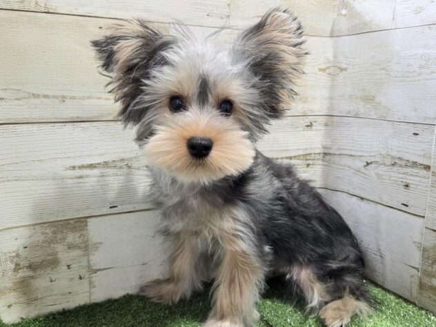 徳島県のヨークシャーテリア (アミーゴ徳島沖浜店/2025年8月6日生まれ/男の子/スチールブルータン)の子犬