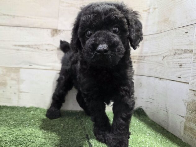 徳島県のトイプードル(トイ) (アミーゴ徳島沖浜店/2025年10月23日生まれ/男の子/ブラック)の子犬