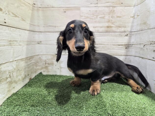 徳島県のミニチュアダックスフンド(ロング) (アミーゴ徳島沖浜店/2025年9月10日生まれ/男の子/ブラックタン)の子犬の2枚目の画像