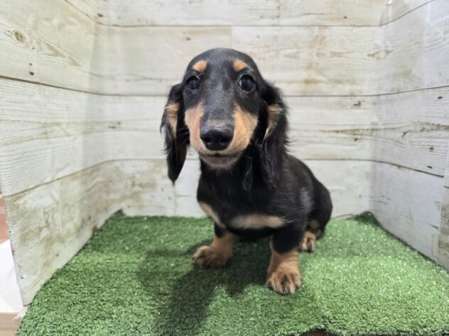 徳島県のミニチュアダックスフンド(ロング) (アミーゴ徳島沖浜店/2025年9月10日生まれ/男の子/ブラックタン)の子犬の1枚目の画像