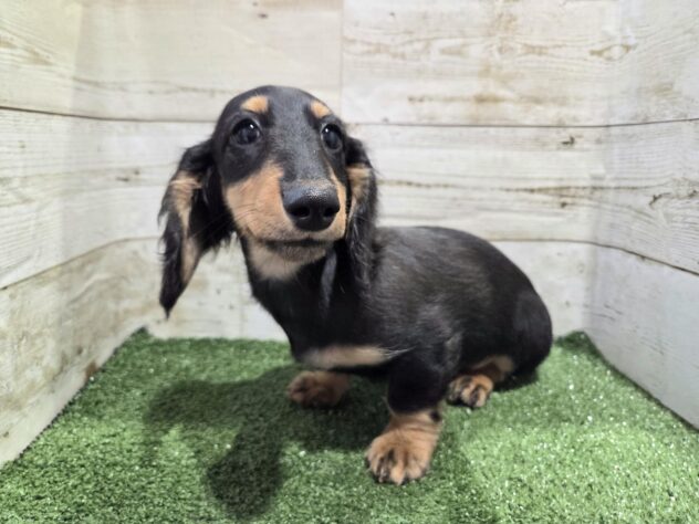 徳島県のミニチュアダックスフンド(ロング) (アミーゴ徳島沖浜店/2025年9月10日生まれ/男の子/ブラックタン)の子犬の4枚目の画像