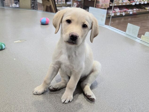 徳島県のラブラドールレトリーバー (アミーゴ徳島沖浜店/2025年10月7日生まれ/男の子/イエロー)の子犬の2枚目の画像