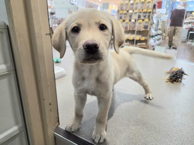 徳島県のラブラドールレトリーバー (アミーゴ徳島沖浜店/2025年10月7日生まれ/男の子/イエロー)の子犬の3枚目の画像