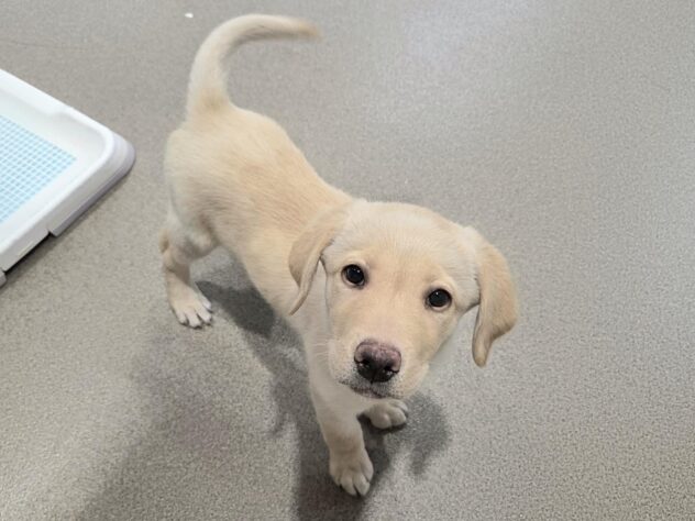 徳島県のラブラドールレトリーバー (アミーゴ徳島沖浜店/2025年10月7日生まれ/男の子/イエロー)の子犬の4枚目の画像