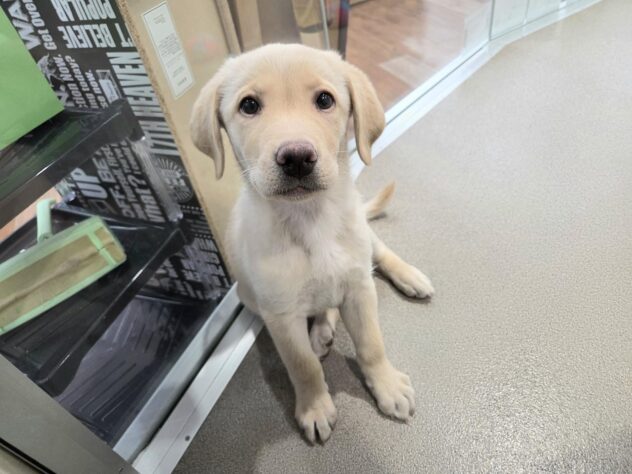 徳島県のラブラドールレトリーバー (アミーゴ徳島沖浜店/2025年10月7日生まれ/男の子/イエロー)の子犬の1枚目の画像