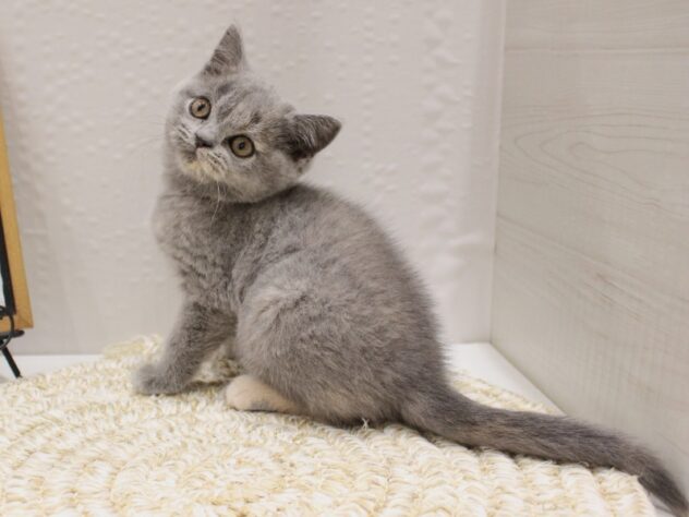 大阪府のスコティッシュフォールド (ペット・プラザ アミーゴ箕面店/2025年9月29日生まれ/女の子/ブルークリーム)の子猫の2枚目の画像