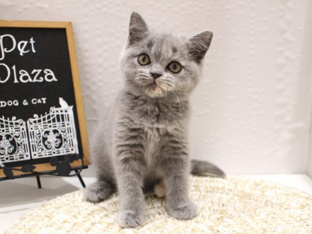 大阪府のスコティッシュフォールド (ペット・プラザ アミーゴ箕面店/2025年9月29日生まれ/女の子/ブルークリーム)の子猫の1枚目の画像