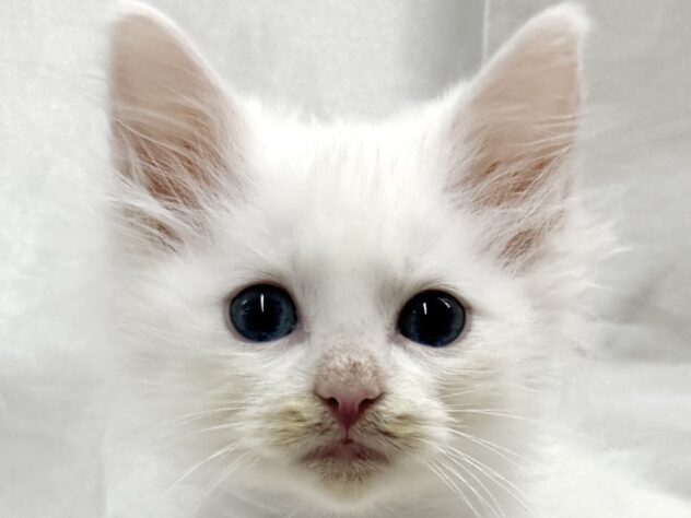 三重県のノルウェージャンフォレストキャット (アミーゴ四日市日永店/2025年10月4日生まれ/男の子/ブルータビーホワイト)の子猫の1枚目の画像