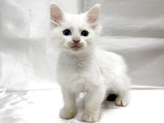 三重県のノルウェージャンフォレストキャット (アミーゴ四日市日永店/2025年10月4日生まれ/男の子/ブルータビーホワイト)の子猫の2枚目の画像