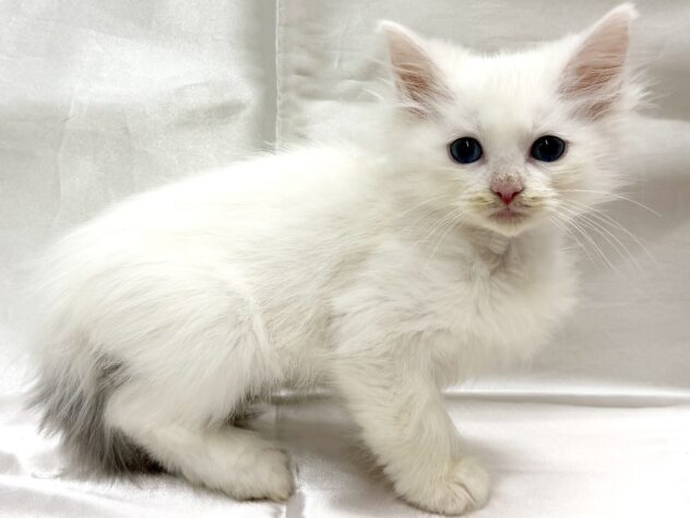 三重県のノルウェージャンフォレストキャット (アミーゴ四日市日永店/2025年10月4日生まれ/男の子/ブルータビーホワイト)の子猫の3枚目の画像