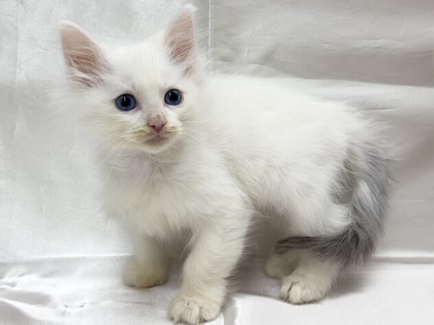 三重県のノルウェージャンフォレストキャット (アミーゴ四日市日永店/2025年10月4日生まれ/男の子/ブルータビーホワイト)の子猫の4枚目の画像