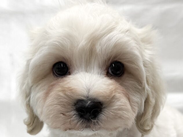 三重県のハーフ犬・ミックス犬 (アミーゴ四日市日永店/2025年10月8日生まれ/男の子/その他色)の子犬の1枚目の画像