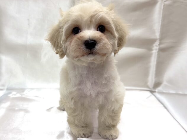 三重県のハーフ犬・ミックス犬 (アミーゴ四日市日永店/2025年10月8日生まれ/男の子/その他色)の子犬の2枚目の画像