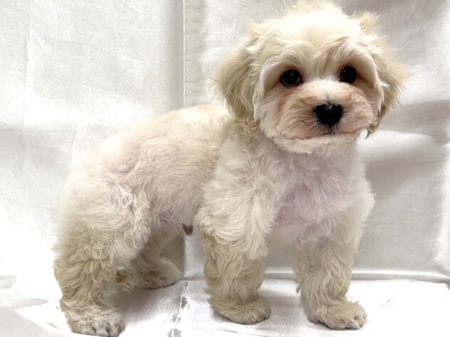 三重県のハーフ犬・ミックス犬 (アミーゴ四日市日永店/2025年10月8日生まれ/男の子/その他色)の子犬の4枚目の画像