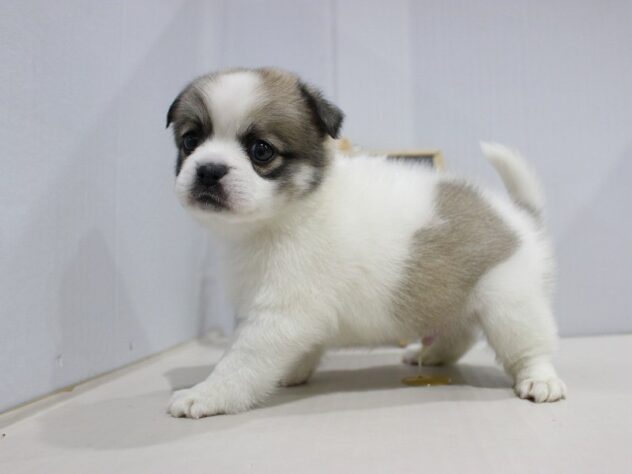 兵庫県のチワペキ/ペキチー/ペキチワ(チワワ×ペキニーズ) (ペット・プラザ アミーゴつかしん店/2025年12月16日生まれ/男の子/パーティーカラー)の子犬の2枚目の画像