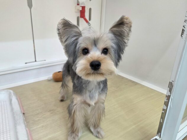 徳島県のヨークシャーテリア (アミーゴ徳島沖浜店/2025年8月6日生まれ/男の子/スチールブルータン)の子犬の1枚目の画像