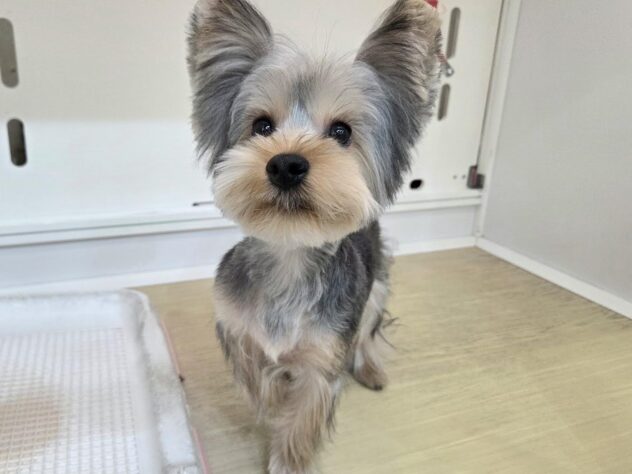 徳島県のヨークシャーテリア (アミーゴ徳島沖浜店/2025年8月6日生まれ/男の子/スチールブルータン)の子犬の2枚目の画像