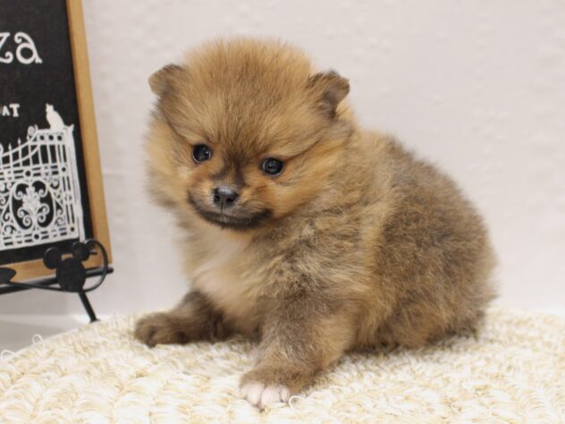 大阪府のポメラニアン (ペット・プラザ アミーゴ箕面店/2025年10月14日生まれ/女の子/オレンジ)の子犬の2枚目の画像