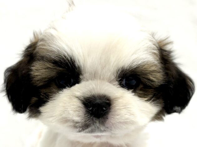 三重県のシーズー (アミーゴ四日市日永店/2025年9月19日生まれ/女の子/ホワイトゴールド)の子犬の1枚目の画像