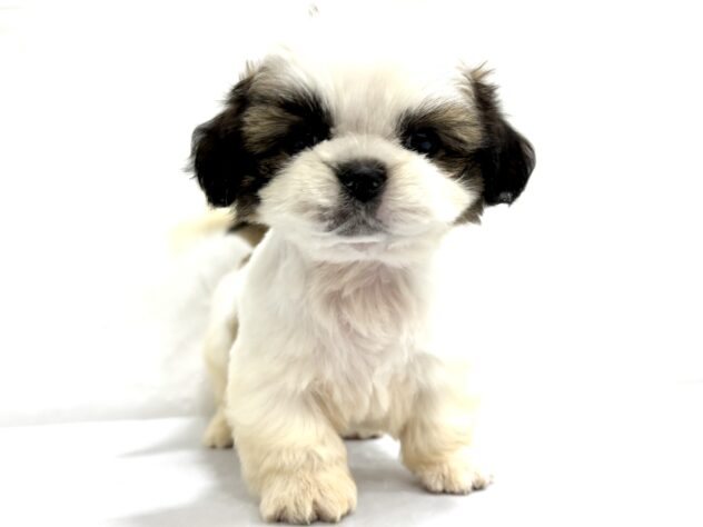 三重県のシーズー (アミーゴ四日市日永店/2025年9月19日生まれ/女の子/ホワイトゴールド)の子犬の2枚目の画像