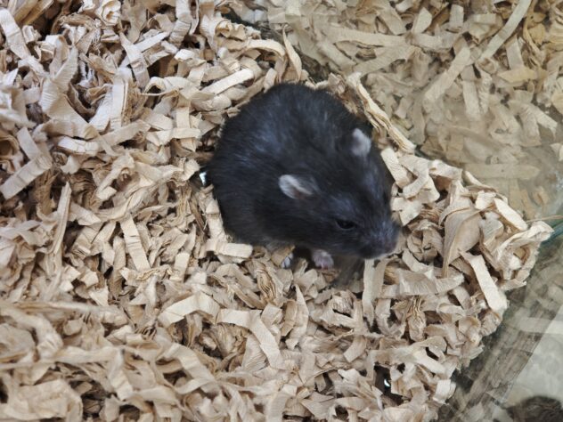 ハムスター リアルブラック | ペットワールド アミーゴ