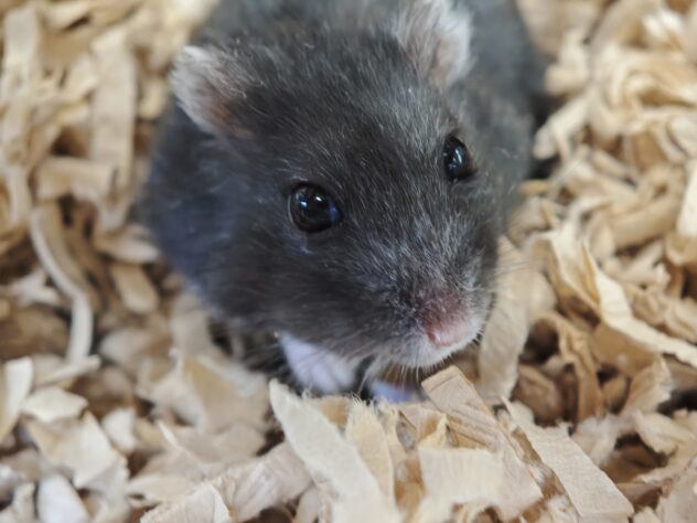 ハムスター リアルブラック | ペットワールド アミーゴ