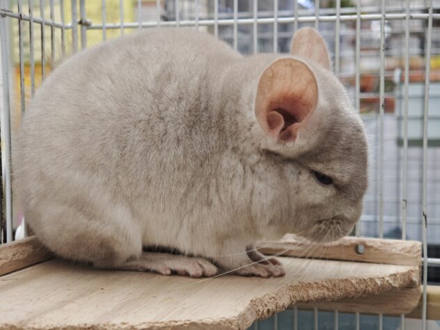 チンチラ シナモン | ペットワールド アミーゴ