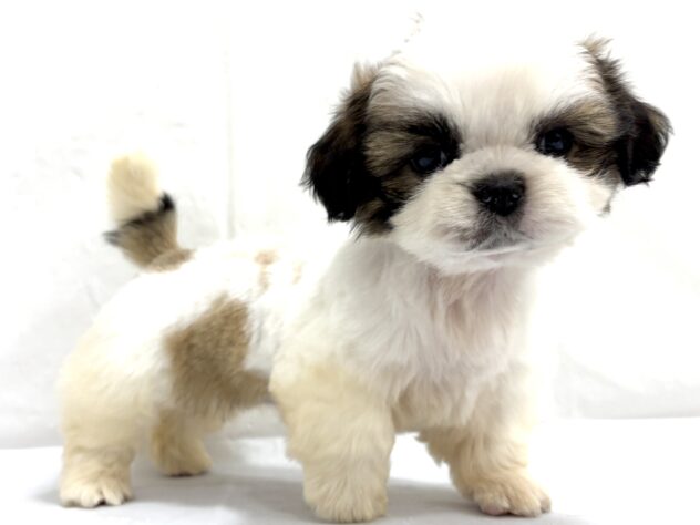 三重県のシーズー (アミーゴ四日市日永店/2025年9月19日生まれ/女の子/ホワイトゴールド)の子犬の3枚目の画像