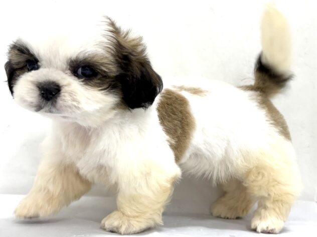 三重県のシーズー (アミーゴ四日市日永店/2025年9月19日生まれ/女の子/ホワイトゴールド)の子犬の4枚目の画像