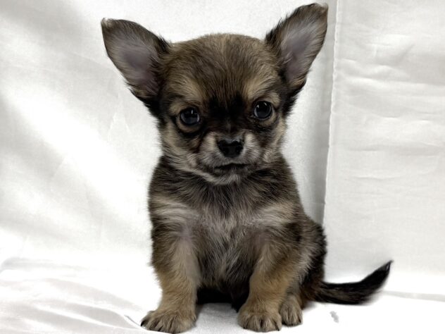 三重県のチワワ(ロング) (アミーゴ四日市日永店/2025年10月15日生まれ/男の子/フォーン)の子犬の2枚目の画像