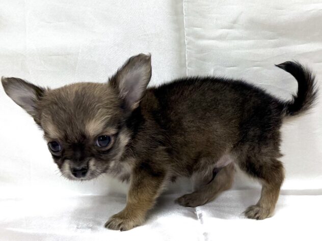 三重県のチワワ(ロング) (アミーゴ四日市日永店/2025年10月15日生まれ/男の子/フォーン)の子犬の3枚目の画像