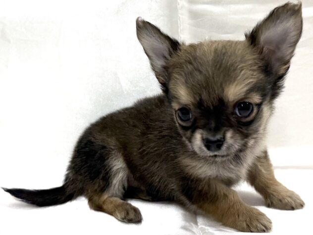 三重県のチワワ(ロング) (アミーゴ四日市日永店/2025年10月15日生まれ/男の子/フォーン)の子犬の4枚目の画像