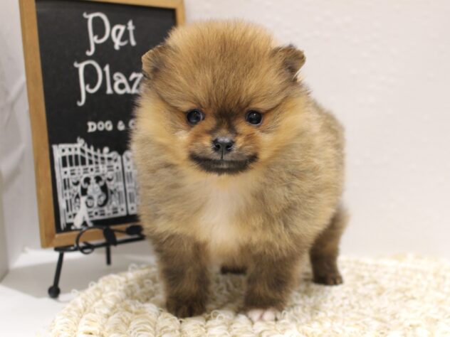 大阪府のポメラニアン (ペット・プラザ アミーゴ箕面店/2025年10月14日生まれ/女の子/オレンジ)の子犬の1枚目の画像