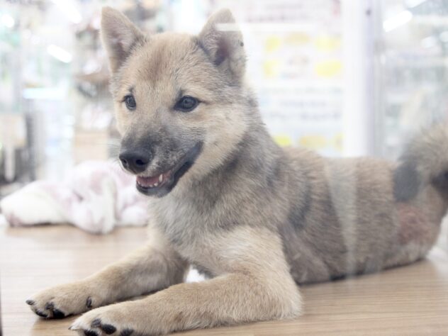 愛媛県の豆柴 (アミーゴ新居浜店/2025年7月10日生まれ/男の子/赤)の子犬の2枚目の画像