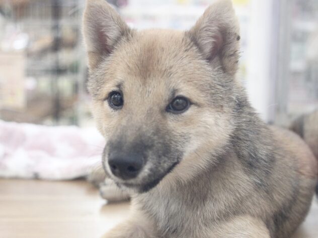 愛媛県の豆柴 (アミーゴ新居浜店/2025年7月10日生まれ/男の子/赤)の子犬の1枚目の画像