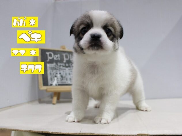 兵庫県のチワペキ/ペキチー/ペキチワ(チワワ×ペキニーズ) (ペット・プラザ アミーゴつかしん店/2025年12月16日生まれ/男の子/パーティーカラー)の子犬の1枚目の画像