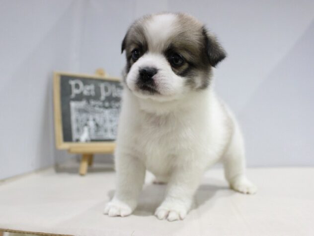 兵庫県のチワペキ/ペキチー/ペキチワ(チワワ×ペキニーズ) (ペット・プラザ アミーゴつかしん店/2025年12月16日生まれ/男の子/パーティーカラー)の子犬の3枚目の画像