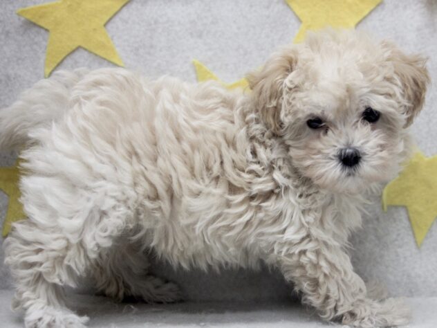 愛媛県のハーフ犬・ミックス犬 (アミーゴ新居浜店/2025年10月5日生まれ/女の子/クリーム)の子犬の2枚目の画像