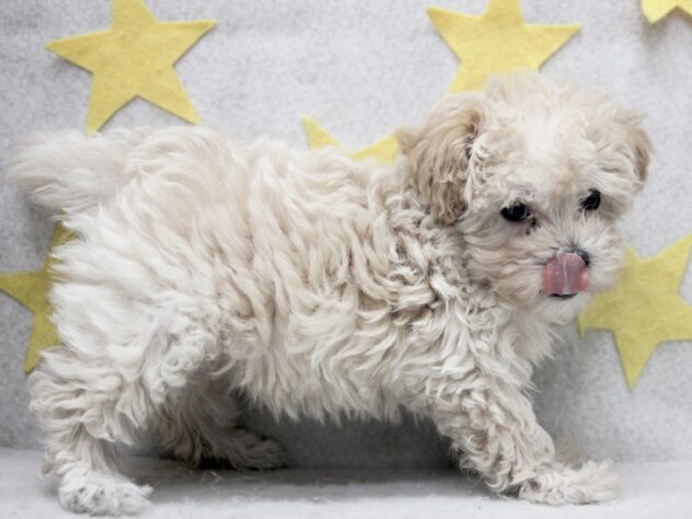 愛媛県のハーフ犬・ミックス犬 (アミーゴ新居浜店/2025年10月5日生まれ/女の子/クリーム)の子犬の3枚目の画像