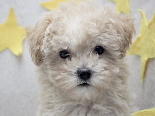 愛媛県のハーフ犬・ミックス犬 (アミーゴ新居浜店/2025年10月5日生まれ/女の子/クリーム)の子犬