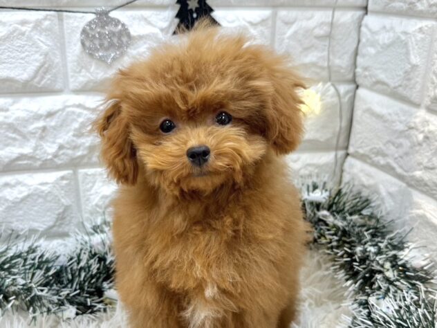 兵庫県のトイプードル(トイ) (ワンキャラット アミーゴ姫路飾磨店/2025年7月25日生まれ/男の子/レッドフォーン)の子犬の1枚目の画像