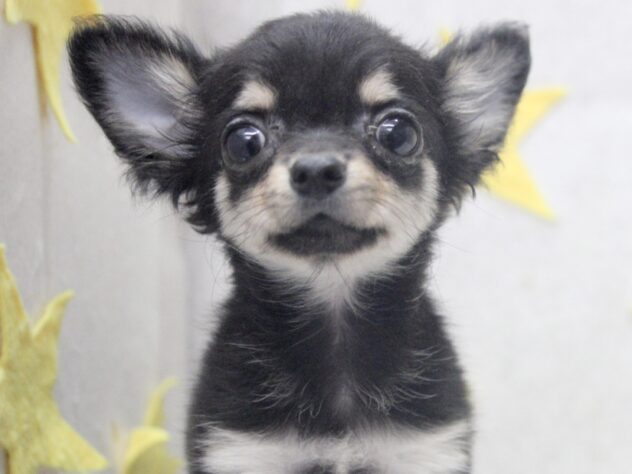 愛媛県のチワワ(ロング) (アミーゴ新居浜店/2025年9月8日生まれ/男の子/ブラックタンホワイト)の子犬の1枚目の画像