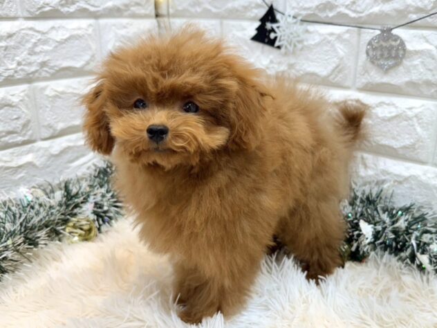 兵庫県のトイプードル(トイ) (ワンキャラット アミーゴ姫路飾磨店/2025年7月25日生まれ/男の子/レッドフォーン)の子犬の2枚目の画像