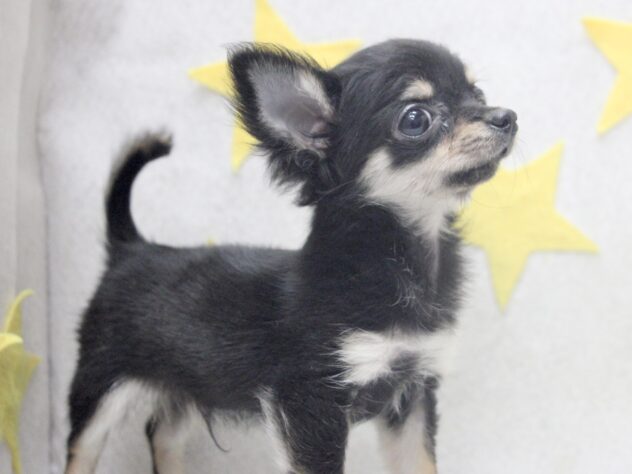 愛媛県のチワワ(ロング) (アミーゴ新居浜店/2025年9月8日生まれ/男の子/ブラックタンホワイト)の子犬の3枚目の画像