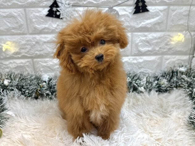 兵庫県のトイプードル(トイ) (ワンキャラット アミーゴ姫路飾磨店/2025年7月25日生まれ/男の子/レッドフォーン)の子犬の3枚目の画像