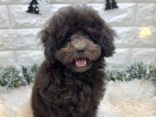 兵庫県のトイプードル(トイ) (ワンキャラット アミーゴ姫路飾磨店/2025年9月13日生まれ/女の子/グレー)の子犬の1枚目の画像